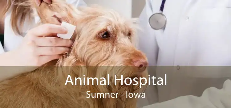 Animal Hospital Sumner - Iowa