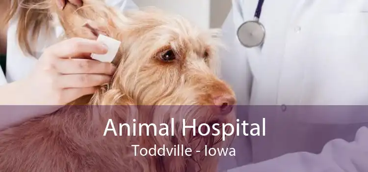 Animal Hospital Toddville - Iowa