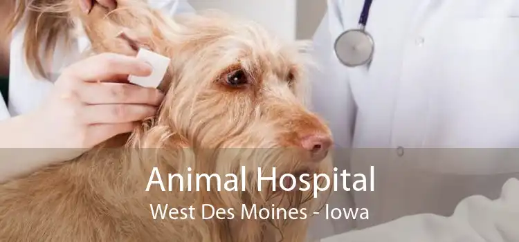 Animal Hospital West Des Moines - Iowa