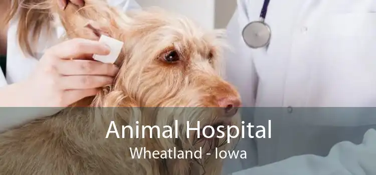 Animal Hospital Wheatland - Iowa