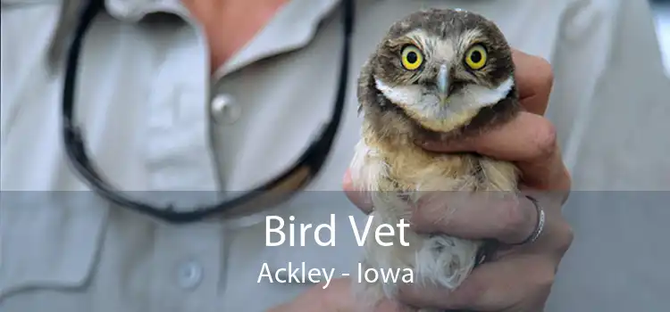 Bird Vet Ackley - Iowa