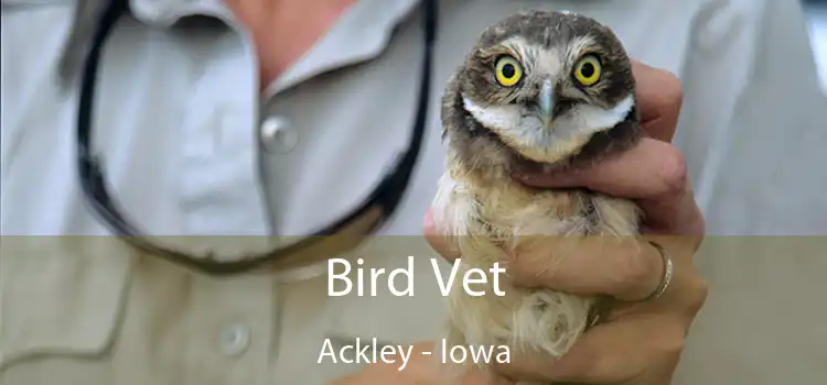 Bird Vet Ackley - Iowa