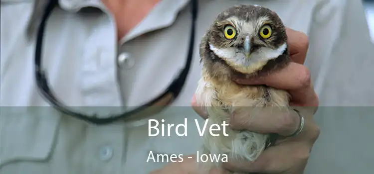 Bird Vet Ames - Iowa