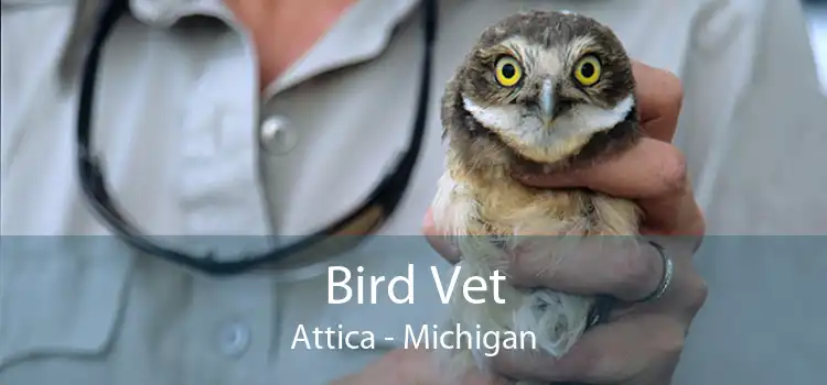 Bird Vet Attica - Michigan