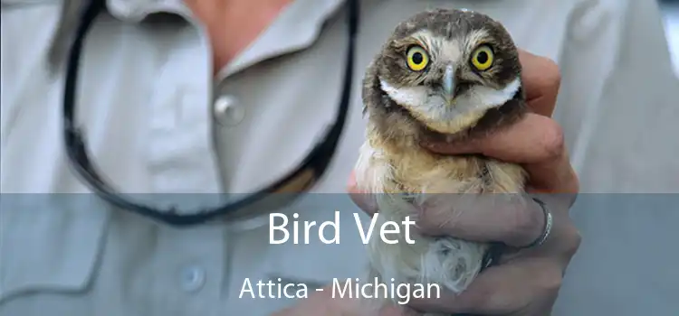 Bird Vet Attica - Michigan