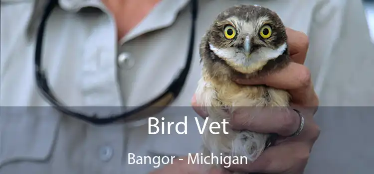 Bird Vet Bangor - Michigan