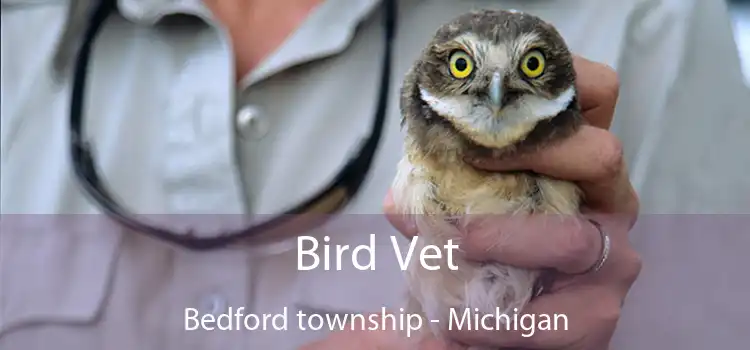 Bird Vet Bedford township - Michigan