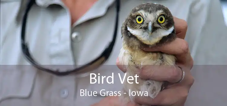 Bird Vet Blue Grass - Iowa