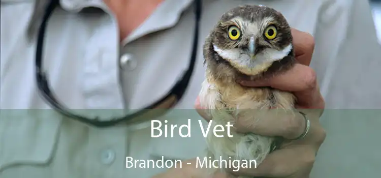 Bird Vet Brandon - Michigan