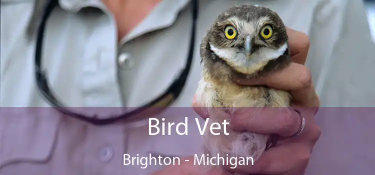 Bird Vet Brighton - Michigan