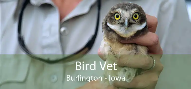 Bird Vet Burlington - Iowa