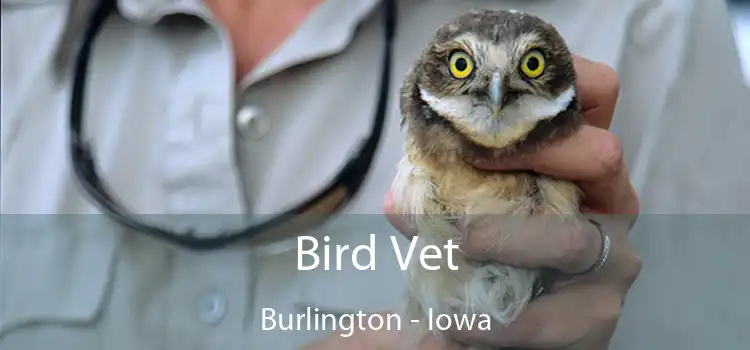 Bird Vet Burlington - Iowa