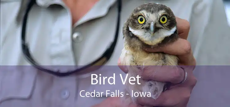 Bird Vet Cedar Falls - Iowa