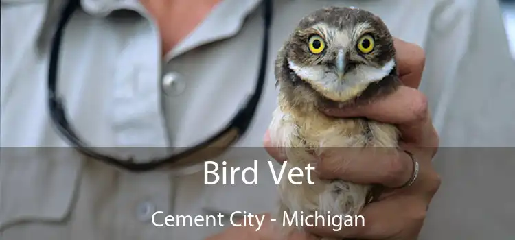 Bird Vet Cement City - Michigan