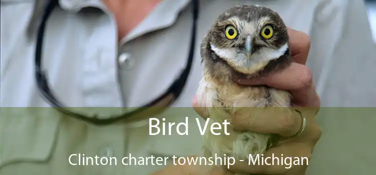 Bird Vet Clinton charter township - Michigan