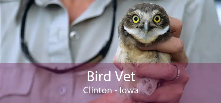 Bird Vet Clinton - Iowa