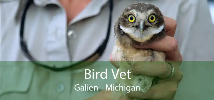 Bird Vet Galien - Michigan