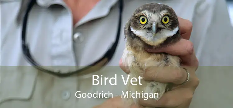 Bird Vet Goodrich - Michigan