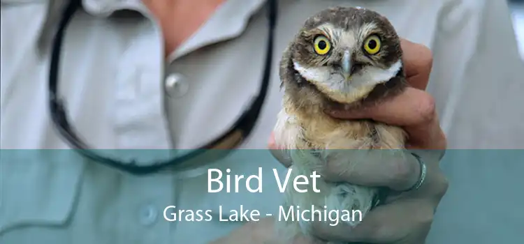 Bird Vet Grass Lake - Michigan