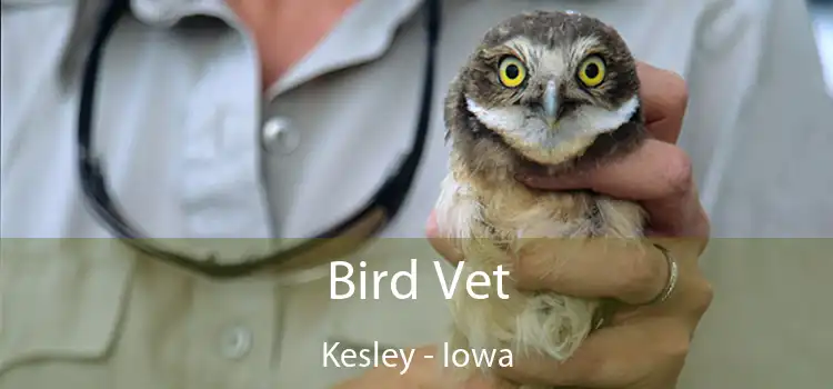 Bird Vet Kesley - Iowa