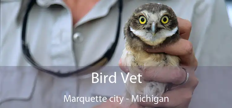 Bird Vet Marquette city - Michigan