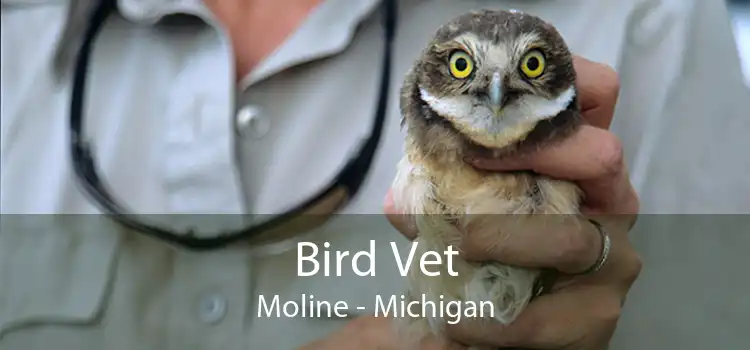 Bird Vet Moline - Michigan