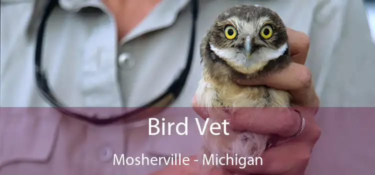 Bird Vet Mosherville - Michigan