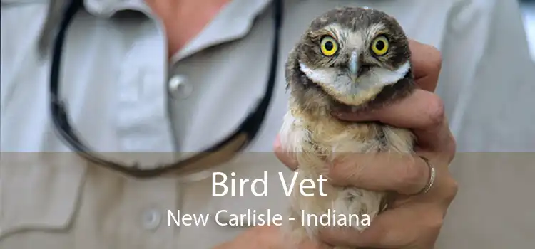 Bird Vet New Carlisle - Indiana