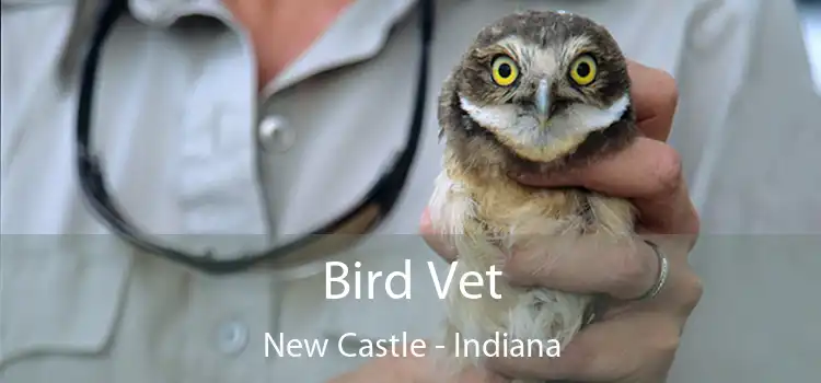 Bird Vet New Castle - Indiana