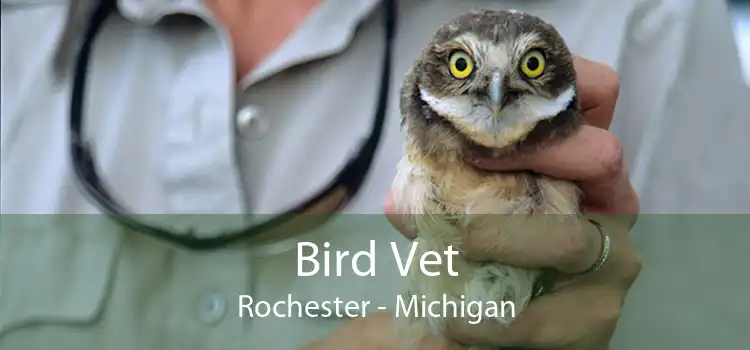Bird Vet Rochester - Michigan
