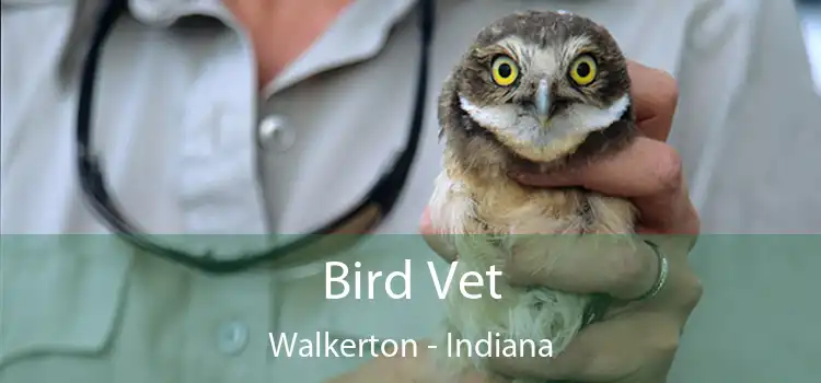 Bird Vet Walkerton - Indiana