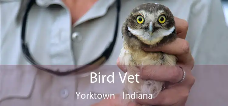 Bird Vet Yorktown - Indiana