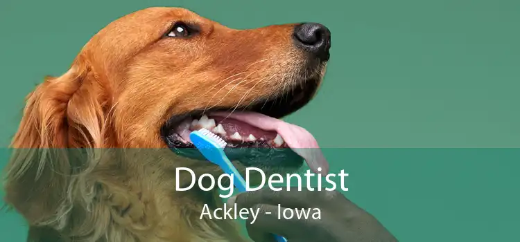 Dog Dentist Ackley - Iowa