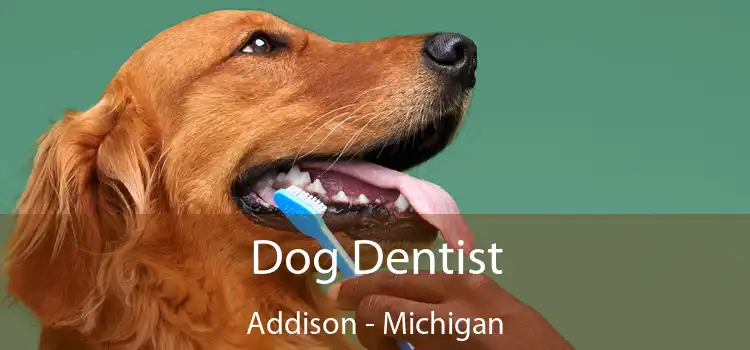 Dog Dentist Addison - Michigan