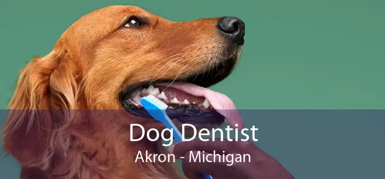 Dog Dentist Akron - Michigan