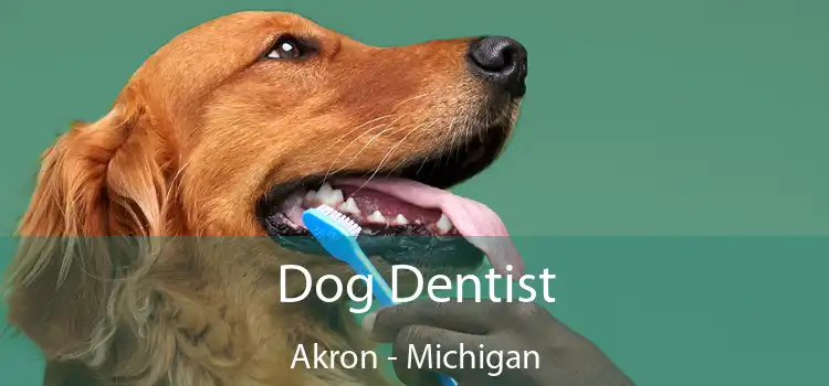 Dog Dentist Akron - Michigan