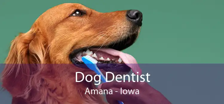 Dog Dentist Amana - Iowa