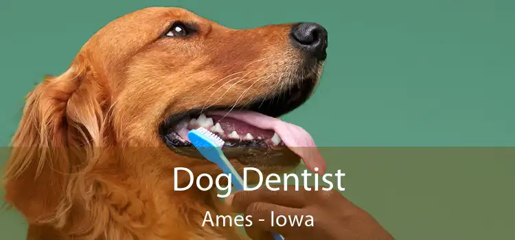 Dog Dentist Ames - Iowa