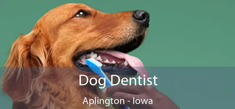 Dog Dentist Aplington - Iowa