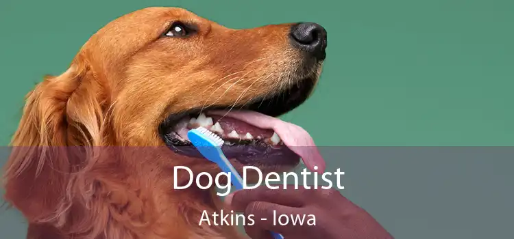 Dog Dentist Atkins - Iowa