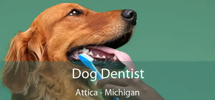 Dog Dentist Attica - Michigan