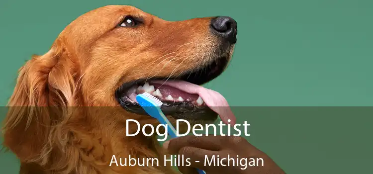 Dog Dentist Auburn Hills - Michigan