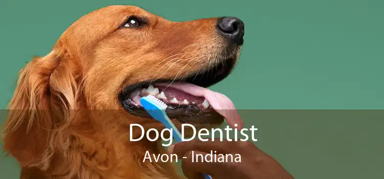 Dog Dentist Avon - Indiana