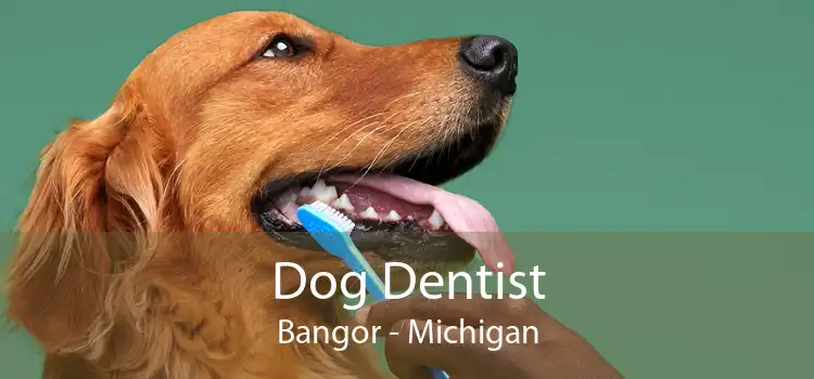 Dog Dentist Bangor - Michigan