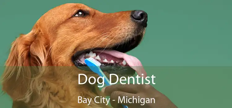 Dog Dentist Bay City - Michigan