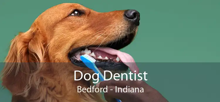 Dog Dentist Bedford - Indiana