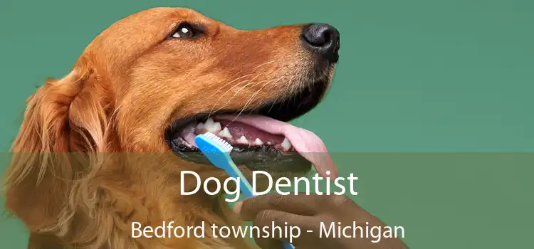 Dog Dentist Bedford township - Michigan