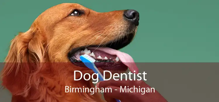 Dog Dentist Birmingham - Michigan