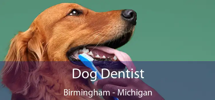 Dog Dentist Birmingham - Michigan