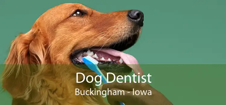 Dog Dentist Buckingham - Iowa